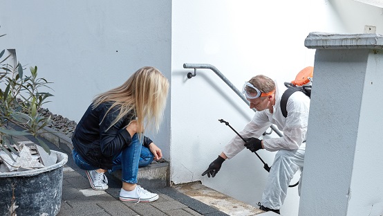 szur złapany w łapkę deratyzacyjną