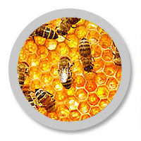 Widok pracujących w gnieździe os od wewnątrz