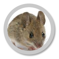 Szaro biała mysz podczas jedzenia posiłku